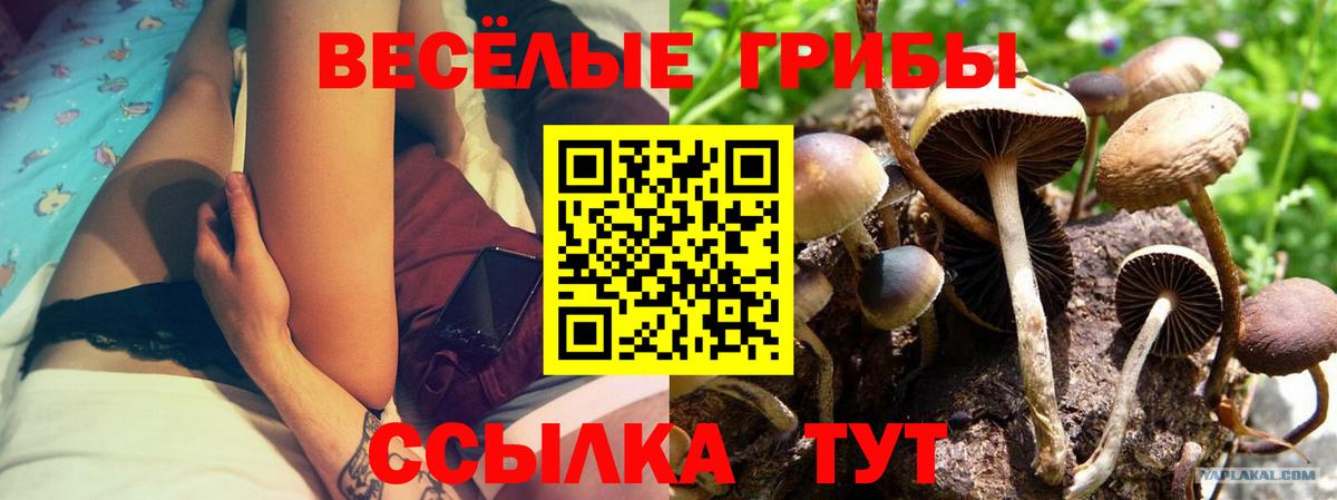 Галлюциногенные грибы Psilocybine cubensis  Галлюциногенные грибы Cubensis  Шахты  Вход с VPN 